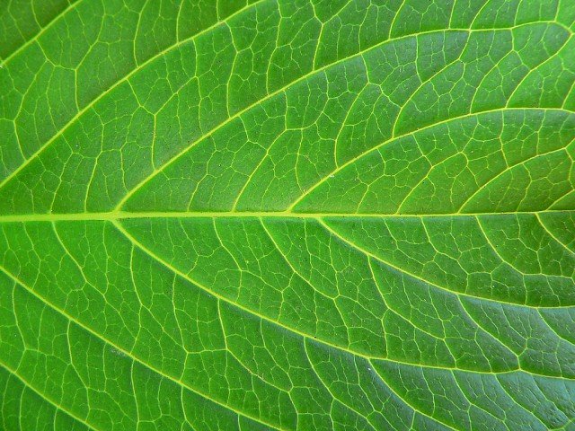 green-leaf